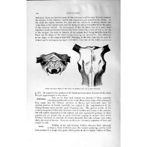    NATURAL HISTORY 1894 SKULL DOMESTIC YAK WILD ANIMAL
