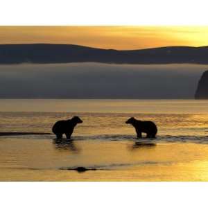 Brown Bears in Water at Sunrise, Kronotsky Nature Reserve, Kamchatka 