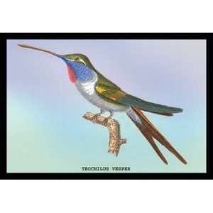  Hummingbird Trochilus Vesper   12x18 Framed Print in Gold 