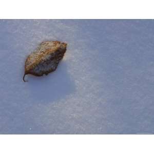  A Single Dead Brown Leaf on Smooth Fresh Snow Stretched 
