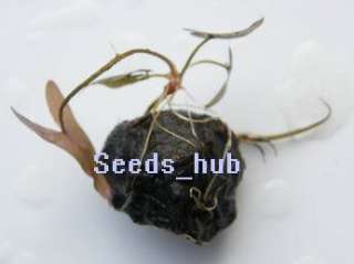 These bulbs/tubers are fresh and Viable