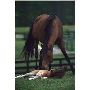  Mother Care (Horses & Foal) Poster Print