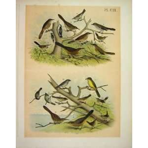   Great Birds From Studer Jasper Birds Of America 1878