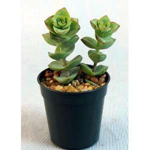  String of Buttons Plant   Crassula perforata   2 pot 