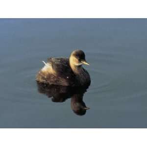  Close Up of a Little Grebe Swimming in Water (Podiceps 