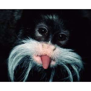   Geographic, Funny Tamarin, 16 x 20 Poster Print