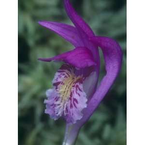  Dragons Mouth Orchid Flower, Arethusa Bulbosa, Eastern 