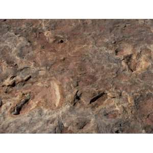  Fossil Dinosaur Footprints Near Tuba City, Arizona 