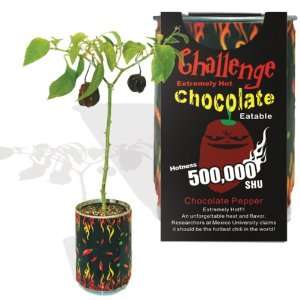 Chocolate Habanero Pepper   All included planter kit 