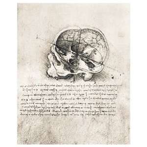  View of the Skull by Leonardo da Vinci. Size 38.00 X 47.50 Art 
