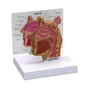 Sinus Median Section Model with Patient Education Card  