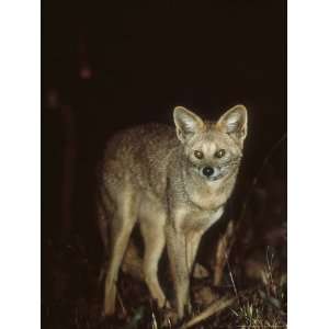 Hoary Fox in Typical Cerrado Habitat, Brazil Premium Photographic 