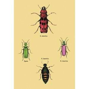 Beetles from North and South America and Spain #2   16x24 Giclee Fine 