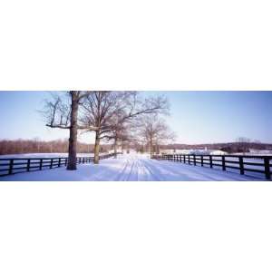  Bare Trees on a Roadside, Upstate New York, New York, USA 