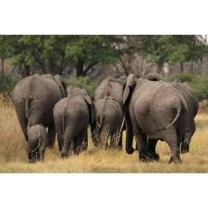  Elefanten (loxodonta Africana) im Okavango Delta, Botswana 