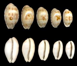 Bestshells Set of 5 Cypraea Teres 23 33 mm Fine + +/Gem.  