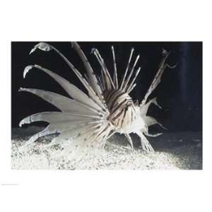  Red Lionfish swimming underwater Poster (24.00 x 18.00 