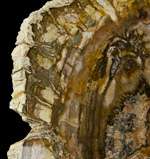11.2 Large Banded AGATE PETRIFIED WOOD Polished Fossil Slice 