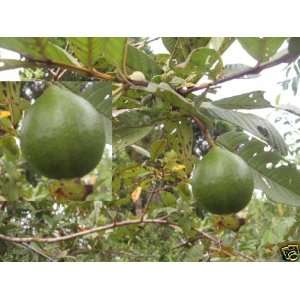  Psidium guajava   Wholesale edible Guava 1000 seeds 
