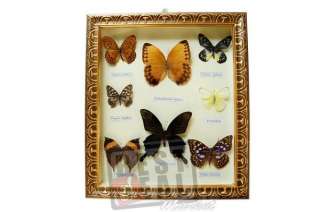 18 Real Vintage Butterfly Framed Collection Gift #16s  