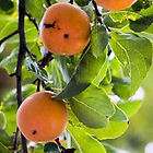 more options persimmon tree diospyros virginiana 10 50 100 500