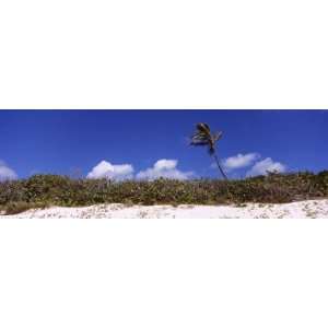  View of a Palm Tree on the Beach, Anguilla Landscape 