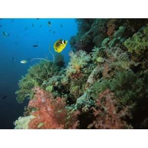  A Racoon Butterflyfish and Other Fish Swim Near a Reef 