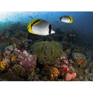  Lined Butterflyfish Swim Over Reef Corals, Komodo National 