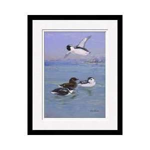  Three Species Of Murrelet Swimming And Flying Framed 