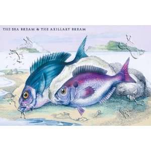   , The Sea Bream and the Axillary Bream   27.5 x 18.75