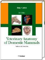 BiologyBase Mammals   Veterinary Anatomy of Domestic Mammals Textbook 