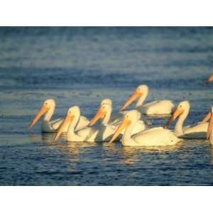  American White Pelican, Flock, Mexico Photos To Go 