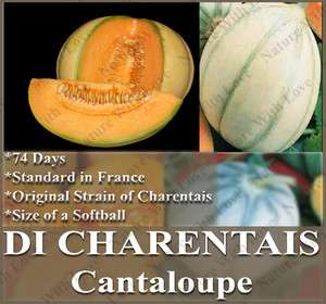   CANTALOUPE Melon seeds SIZE OF SOFTBALL ~HIGHLY aromatic & Sweet