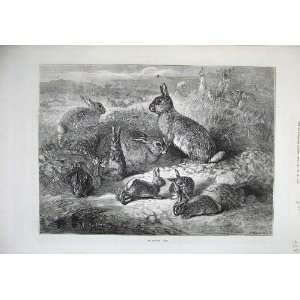  1871 Fine Art Rabbits Baby Bunnies Country Goddard