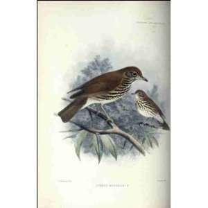  Reprint Turdus mustelinus 1902