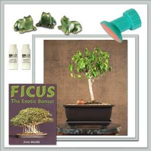   Ficus (Too Little) Bonsai   Do It Yourself Kit Patio, Lawn & Garden