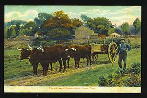 ESSEX, CT ~ FARMER WITH HIS OXEN PULLED WAGON ~ circa 1910s  