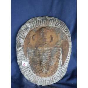  Complete Trilobite Fossil Plate, 2.8.6 