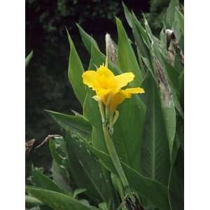  5 golden canna lilly bulbs Patio, Lawn & Garden