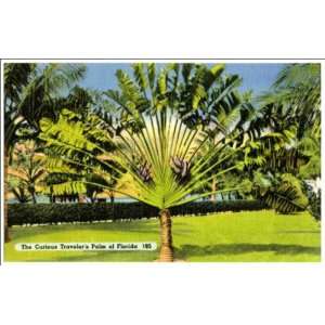    Reprint The curious Travelers Palm of Florida