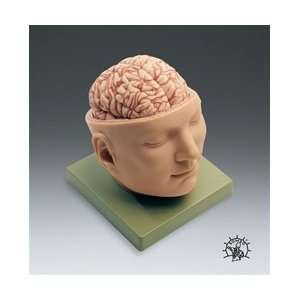  Deluxe Head With Brain Model