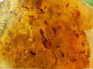 Fossil Seed, Unusual Spider & Gnat Swarm In Copal Amber  