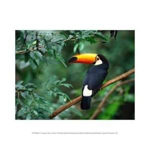  Liebermans PPFPVP0451 Toucan On a Tree 10.00 x 8.00 Poster 