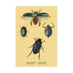  Beetles Dytiscus Dimidiatus Gyrinus Nalator et al #2 20x30 