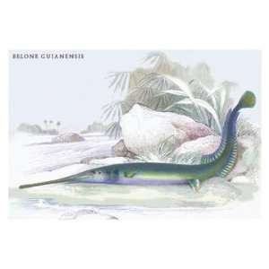  Belone Guianensis 20x30 poster