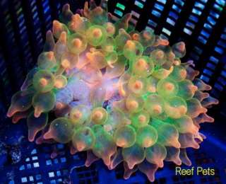 Reef Pets* Ragin Rainbow Bubble Tip Anemone *Live Coral*  