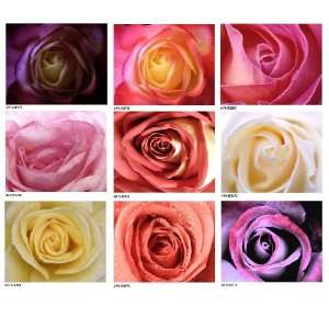  Rose Garden Montage   Set of 9