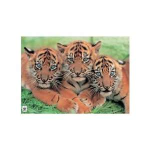  Tiger Cubs   Wwf Poster Print