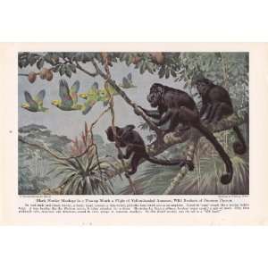 1945 Black Howler Monkeys Yellow Headed s   Walter A. Weber 