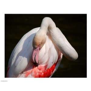  Flamingo Blijdorp 10.00 x 8.00 Poster Print